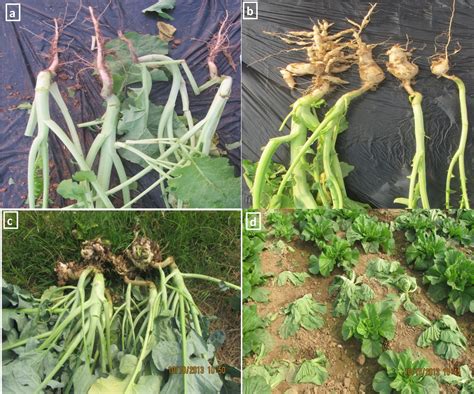 Understanding The Genetics Of Clubroot Resistance For Effectively