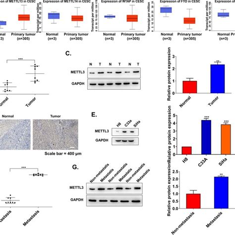 Mettl Is Upregulated In Cscc Tissues And Cells A Expression Levels Of