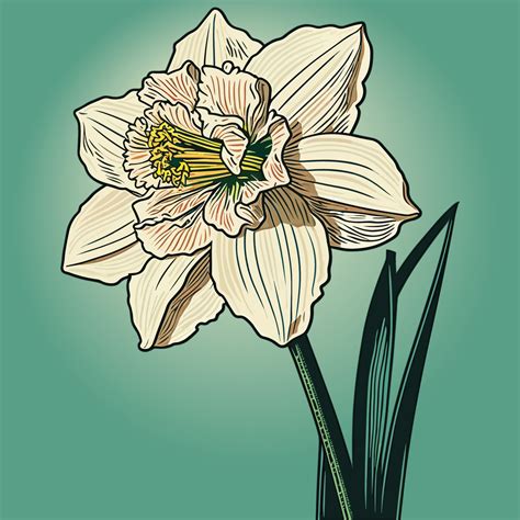 Single White Narcissus Flower Vector Illustration 23610030 Vector Art