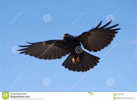 Alpine Chough, Pyrrhocorax Graculus, Black Bird Sitting On The Stone With Lichen, Animal In The ...