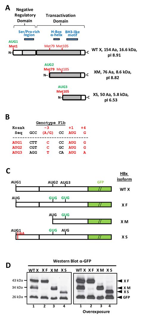 Hbx Domains Organization Smaller Isoforms And Their Constructs For