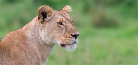 Safari de 3 días por el Masai Mara GetYourGuide