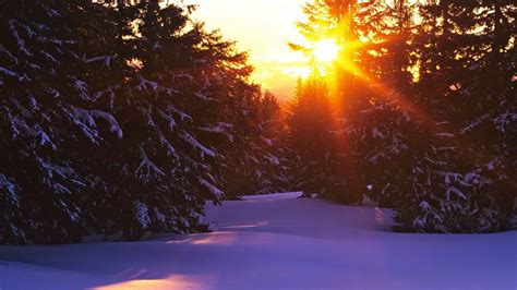 Wallpaper Sunlight Trees Landscape Forest Sunset Night Snow