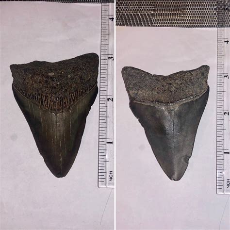 Carcharocles megalodon - Fossil ID - The Fossil Forum