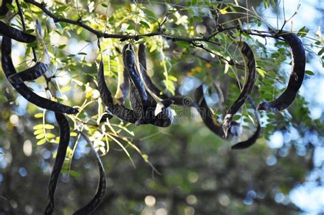 Tree Branches With Seed Pods Of Gleditsia Triacanthos Stock Photo