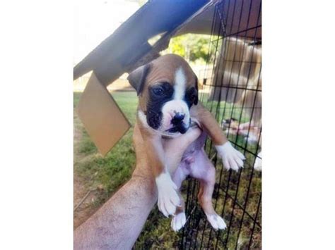 pure boxer puppies for sale Atlanta - Puppies for Sale Near Me