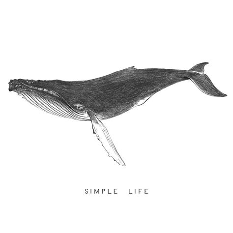 Humpback Whale Simple Life Drawing By Ken Murphy Fine Art America