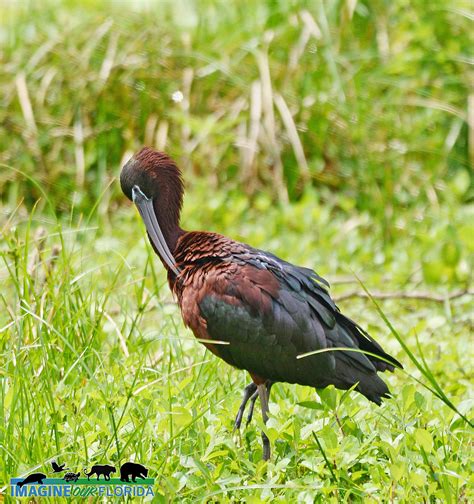 Glossy Ibis – Imagine Our Florida, Inc