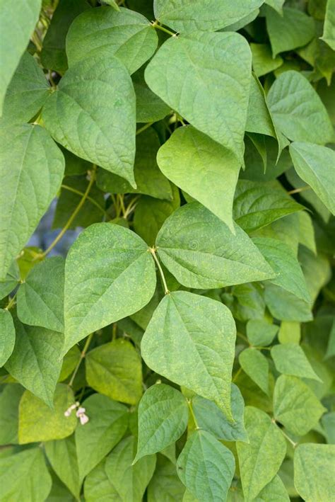 Hojas De Alubias De Ri N Que Crecen En La Granja Planta Verde De