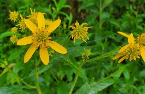 Thin-leaved Sunflower (Helianthus decapetalus) Bloom | Western Carolina ...