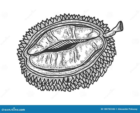 Durian Fruit Sketch Vector Illustration Stock Vector Illustration Of