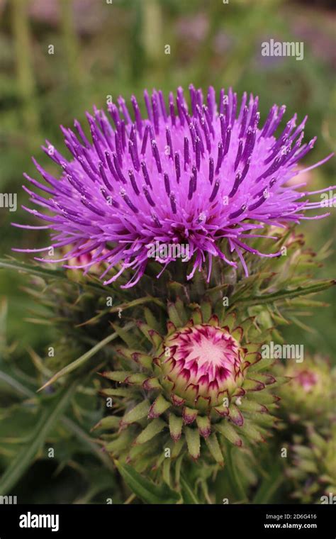 Thistle Scotland Emblem Hi Res Stock Photography And Images Alamy