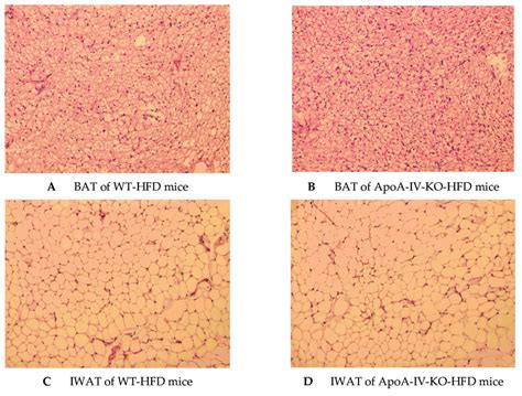 Histology Of Brown Adipose Tissue Bat Of Wt Mice A And Apoa Iv Ko