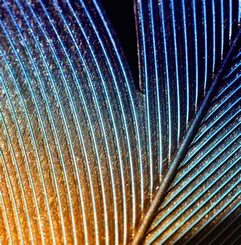 Blue Jay Feather | Blue jay feather, Macro photos, Macro photography