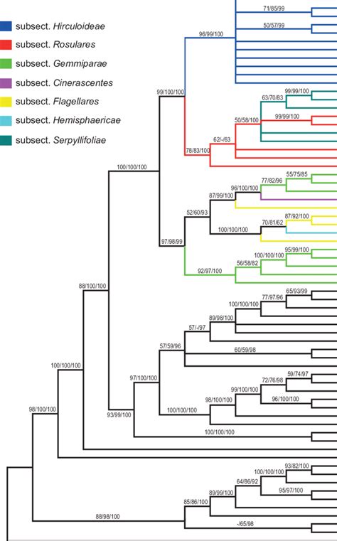 Fifty Percent Strict Consensus Tree Of The 100 Most Parsimonious Trees Download Scientific