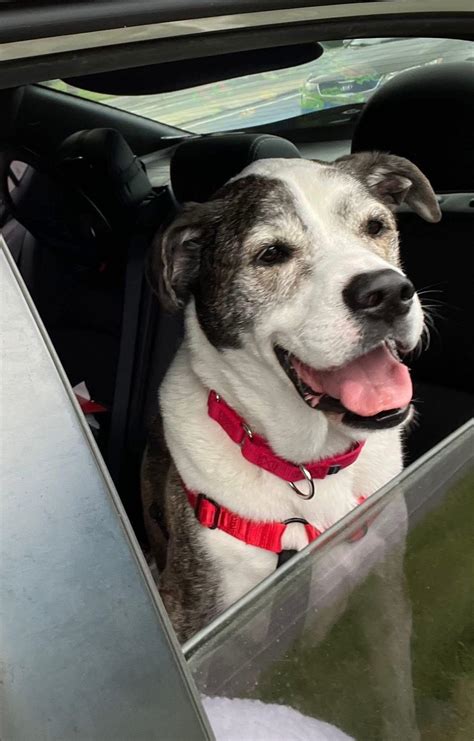 Senior Dog Central-Promoting Senior Dog Adoption in Central Florida