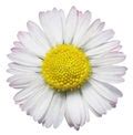 Single Daisy Flower Free Stock Photo - Public Domain Pictures