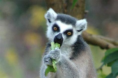 Zoo Animals: Funny Lemur Photos