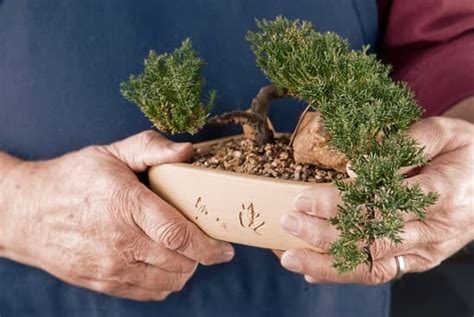 Come Rinvasare Un Bonsai Ficus Benjamin Mondo Bonsai