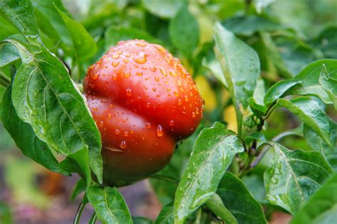 Cosecha Del Pimiento Huerto En Casa