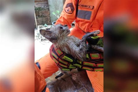 Bombeiros resgatam gato que caiu em cisterna seis metros Vídeo