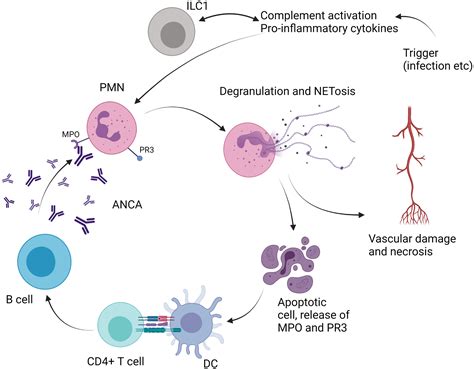 Frontiers Innate Lymphoid Cells In Autoimmune Diseases