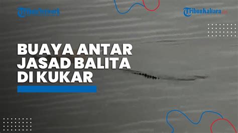 Viral Video Buaya Antar Jasad Balita Yang Tenggelam Di Kutai