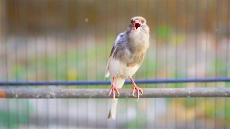 Suara Burung Kenari Gacor Panjang Ini Cepat Buat Kenari Paud Nyaut Mau