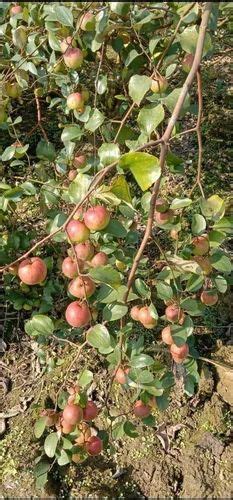 Full Sun Exposure Ball Sundari Red Apple Ber Plant For Fruits At Rs