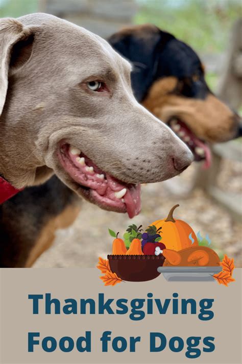 Thanksgiving Food For Dogs