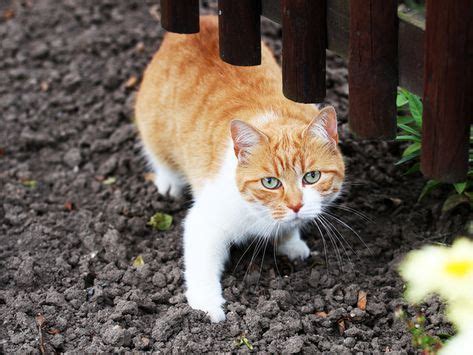 Katzen Fernhalten Im Garten Information Online