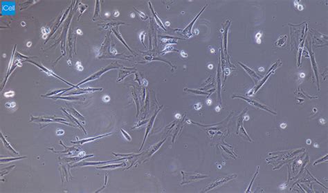 兔原代结膜成纤维细胞 原代细胞 STR细胞 细胞培养基 镜像绮点生物