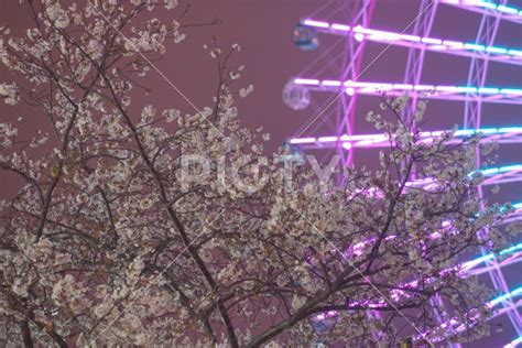 夜桜とコスモクロック Id 5620 ご当地写真・イラスト素材サイト Pictyピクティ