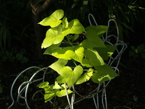 Sweet Potato Vine Flower