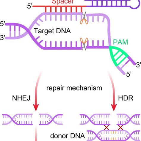 Development History Of The Crisprcas9 Based Gene Editing Tools The