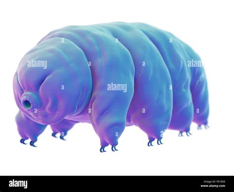 Tardigrade Scanning Electron Microscope Hi Res Stock Photography And