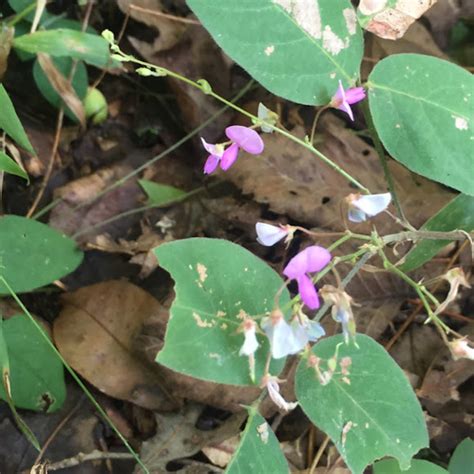 Round Leaved Tick Trefoil Round Leaved Trailing Tick Trefoil Project