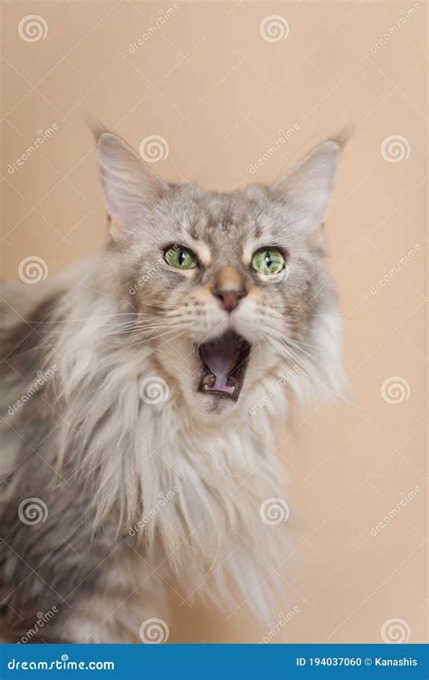 Funny Portrait Of An Yawning Maine Coon Cat Stock Photo Image Of