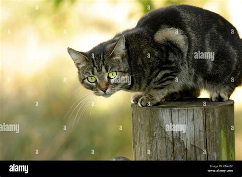 Female Tabby Cat Stock Photo Alamy