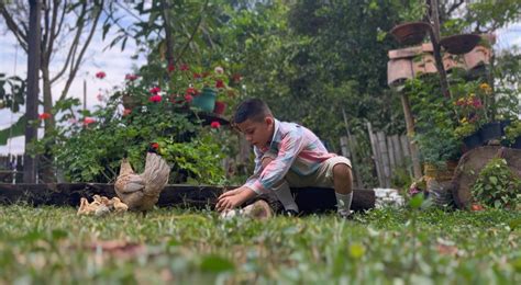 La Guerra de las Gallinas la producción tolimense que narra el