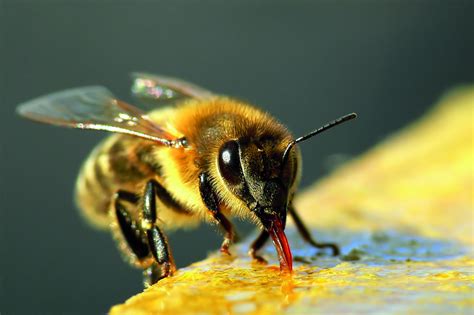 largest international event  mark  years world bee day
