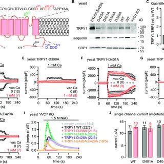 Figure S3 TRPY1 Wild Type And Mutants In Yeast Vacuoles Related To