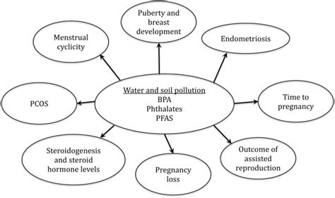 Potential Reproductive Hazards Of Bpa Phthalates And Pfas Download