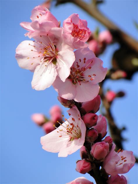 图片素材 性质 科 厂 水果 花瓣 盛开 餐饮 弹簧 生产 粉 植物群 樱花 花卉 樱桃 宏观摄影 春天觉醒