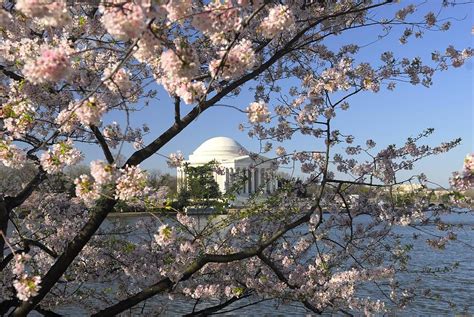 Jefferson Memorial Through Cherry Blossoms Photograph by Willie Harper