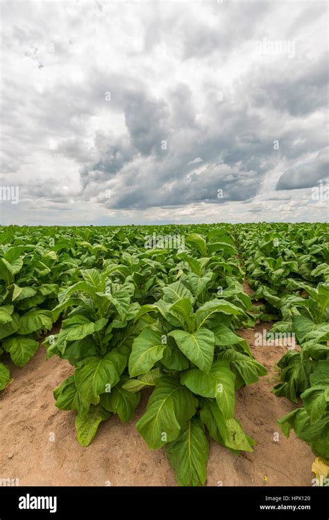 A Commercial Tobacco Crop Seen Near Harare Zimbabwe Stock Photo Alamy