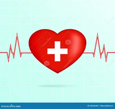 Heart With Cardiogram Stock Vector Illustration Of Lifestyle 55044285