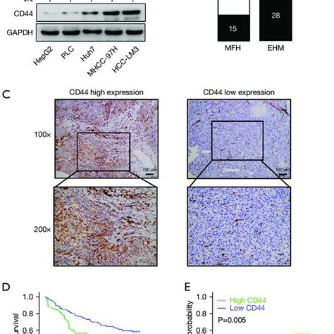 Cd44 Is Highly Expressed In Hcc Cells And Hcc Specimens With Higher Download Scientific Diagram