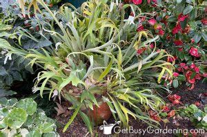 Staghorn Fern Care Guide How To Grow Platycerium Bifurcatum