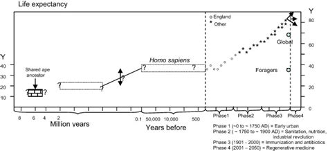 Human life expectancy through the ages. Note the average life ...